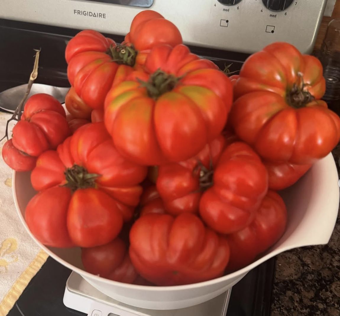 Tomatoes